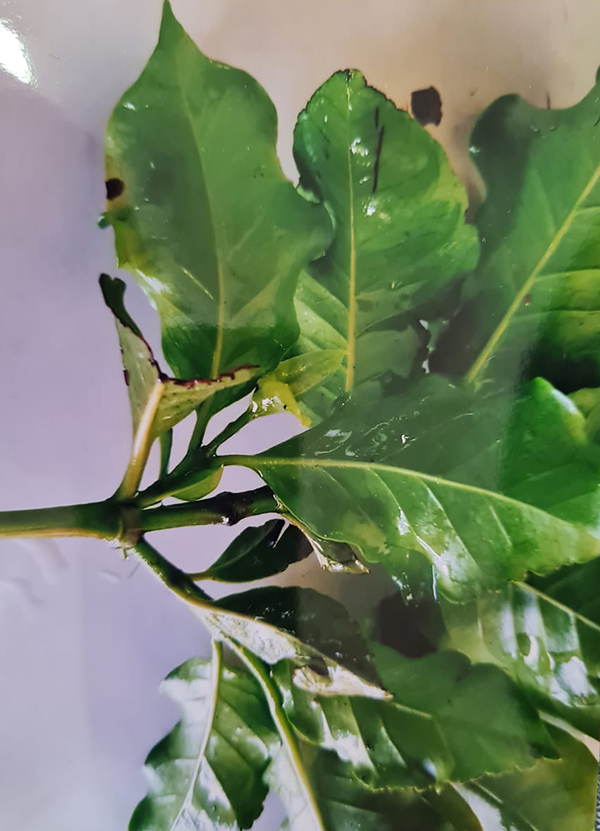 Necrotic coffee leaves with boron deficiency