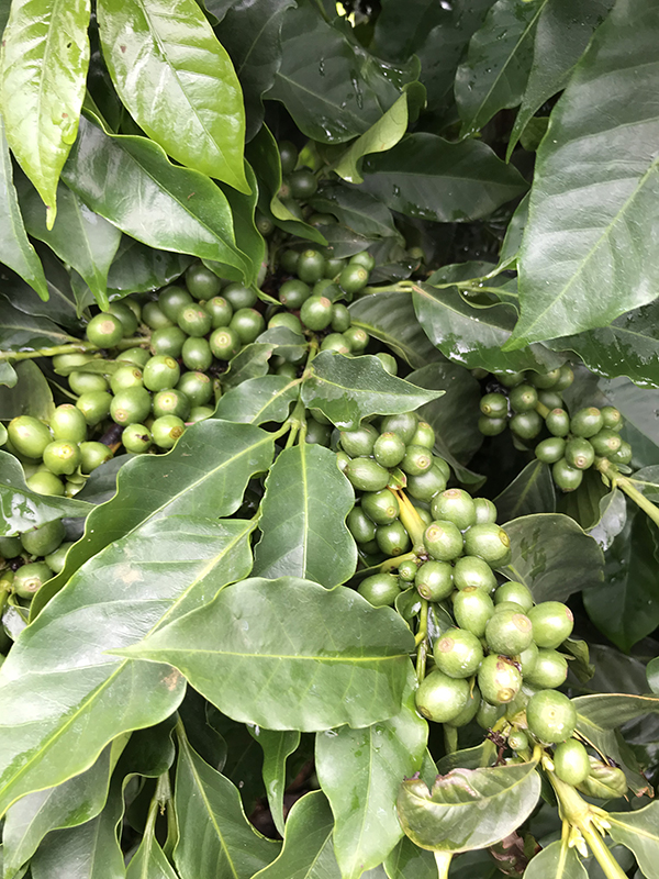 Close up of coffee plant leaves and berries in São Sebastião da Grama, Brazil