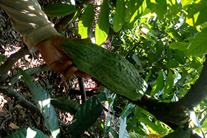 Boron Deficiency in Cocoa Fruit