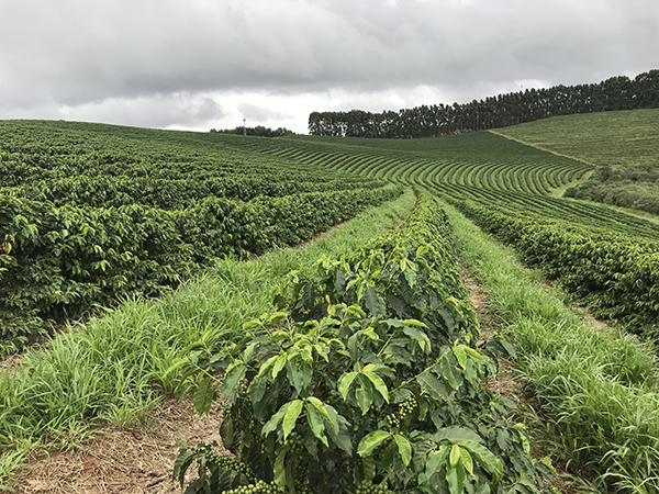 Picture of coffee fields in São Sebastião da Grama, Brazil