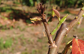 Cocoa branch