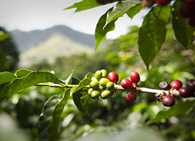 El boro y sus efectos en la nutrición del cafeto