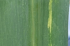 Boron Deficiency in Sugar Cane