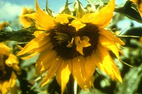 Centro de la flor de girasol desarrollado de manera deforme