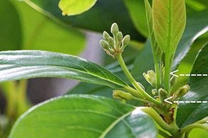 Avocado Lost Apical Dominance