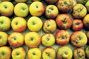 On the left, healthy apples and on the right apples displaying signs of boron deficiency.