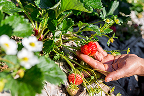 Boron deficient strawberries on plant