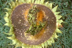 Desarrollo de flor de girasol deforme