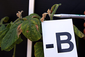 Flor de soya con deficiencia de boro