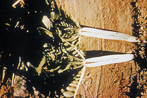 Brown discoloration caused by boron deficiency