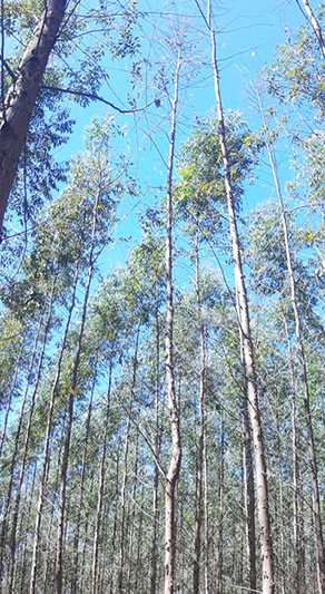 Deficiencia de boro en eucalipto