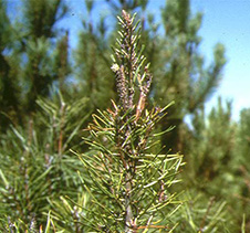 Deficiencia de boro en los pinos