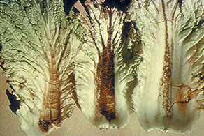 Cracked and brown mid-ribs