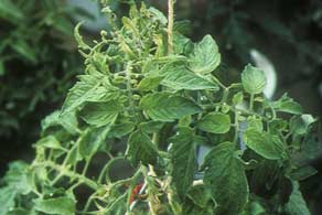 Tomatera con escaso desarrollo de hojas y fruto abortado