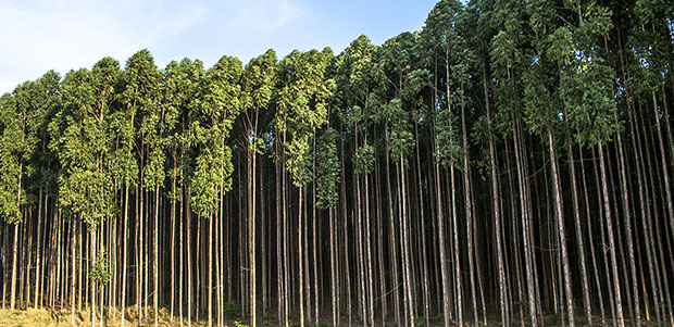 Eucalipto (Brasil)