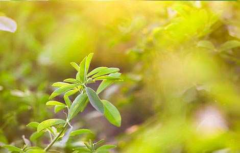 Alfalfa: Boro para la rentabilidad de la alfalfa