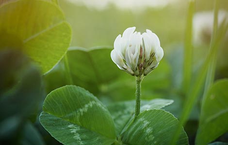 Movilidad del boro en diversas especies vegetales