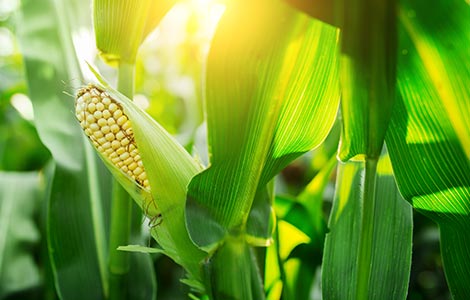 Maíz: Aplicaciones de boro para aumentar los rendimientos del maíz dulce y el maíz de cultivo extensivo de alto rendimiento