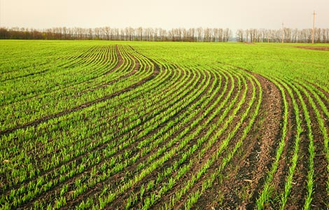 Funciones del boro en la nutrición de las plantas