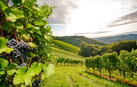 Uvas: Aplicaciones de boro para aumentar la producción de uvas