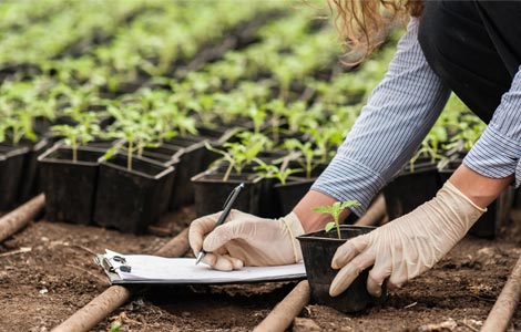 Pruebas de suelo para conocer el boro disponible