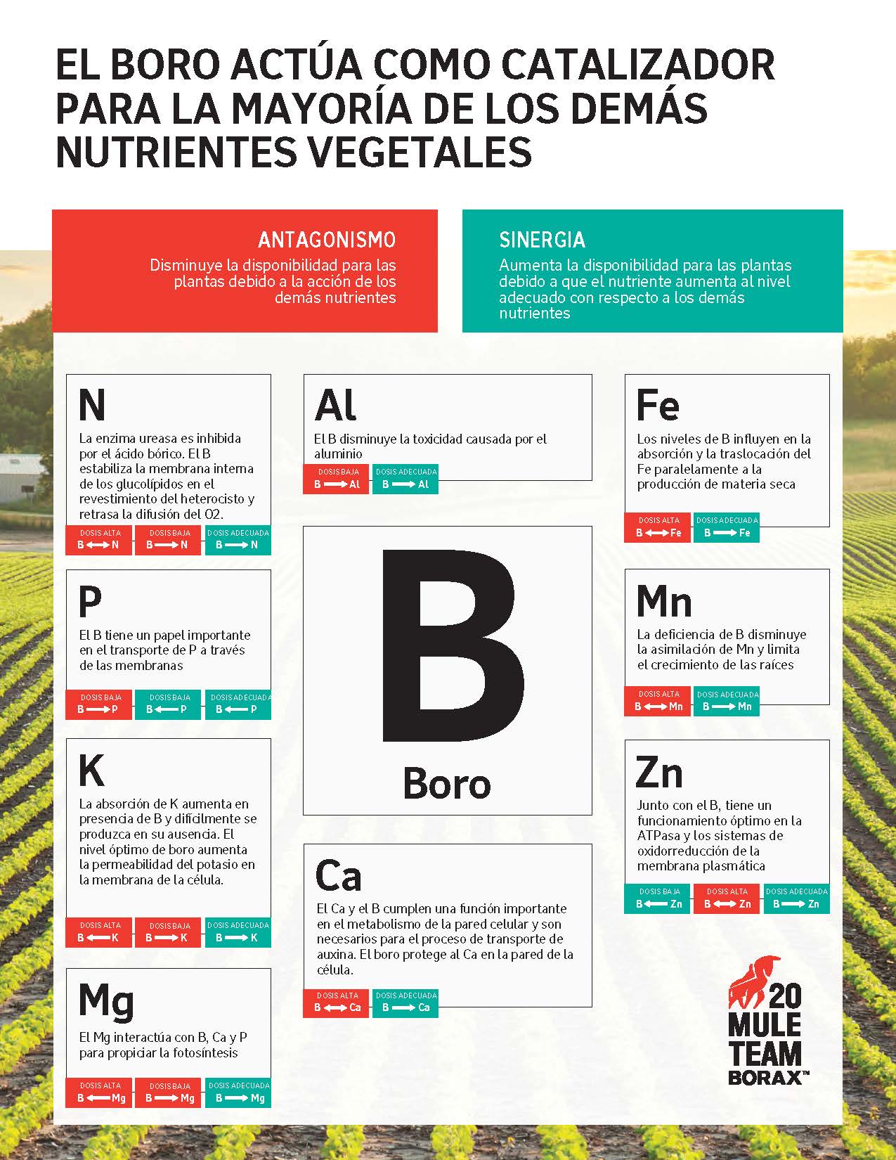 El antagonismo disminuye la disponibilidad para las plantas debido a la acción de los demás nutrientes. La sinergia aumenta la disponibilidad para las plantas debido a que el nutriente aumenta al nivel adecuado con respecto a los demás nutrientes: Diagrama que muestra la relación del boro con el nitrógeno, el fósforo, el potasio, el magnesio, el aluminio, el calcio, el hierro, el manganeso y el zinc.